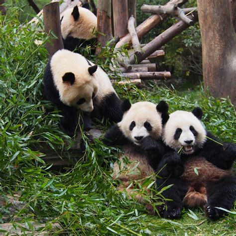 Giant Panda Breeding Research Base Xiongmao Jidi Chengdu Lo Que