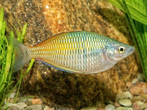 Boesemani Rainbowfish Characteristics And Care