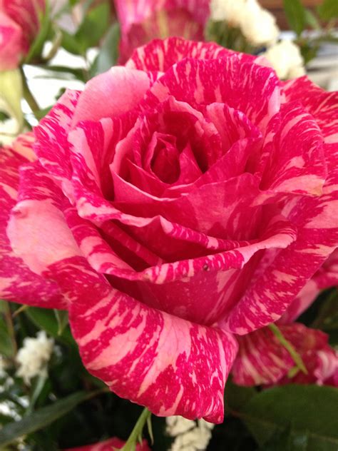 Pink Striped Rose Beautiful Rose Flowers Beautiful Roses Rose Flower