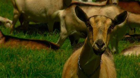 ¿dónde Viven Y De Qué Se Alimentan Las Cabras Actualizado Septiembre