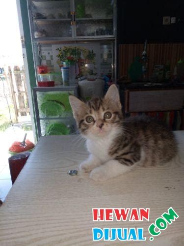 Bisa pesan online, gratis desain grafis. Dijual Kucing Persia Medium di Makassar | HewanDiJual.com