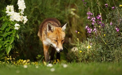 What To Do If You See A Fox In Your Yard Step By Step Pest Pointers