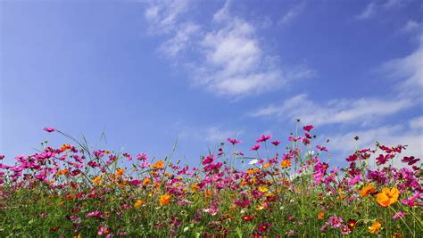 Blue sky flowers hm050 wallpaper flowers nature. Time Lapse of Pink Cosmos Stock Footage Video (100% ...