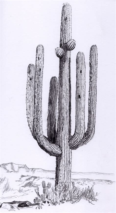 20 Fantastic Ideas Realistic Pencil Cactus Drawing Mindy P Garza