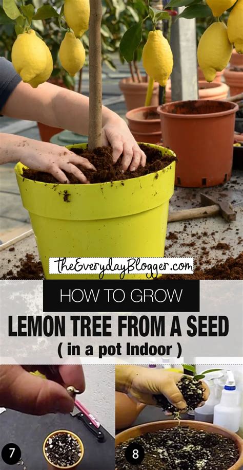 Grow Lemon In A Pot How To Grow Lemon Lemon Tree From Seed Growing