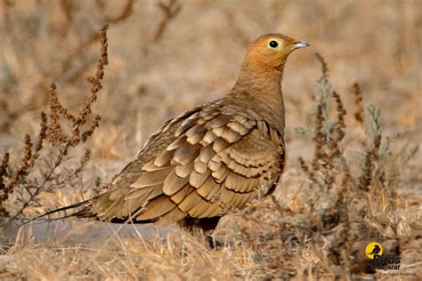 Chestnut Bellied Sandgrouse Pterocles Exustus Birds Of Gujarat