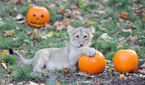 Halloween 2012 Cute Animals Play With Pumpkins Pictures