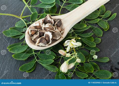 The Tree Of Life Moringa Oleifera Medicinal Plant Stock Photo Image