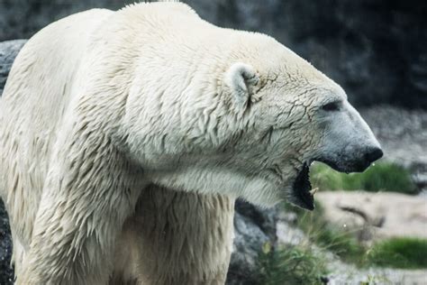 Captive Polar Bears Zoo Sauvage De Saint Félicien Quebec Canada