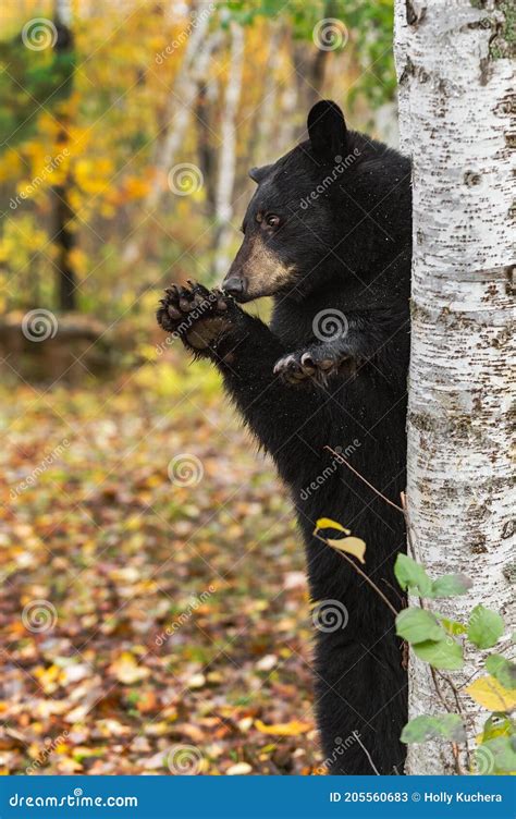 Black Bear Ursus Americanus Stands Upright Next To Birch Tree Sniffing