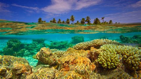 Maldives Regime Imperils Coral Reefs In Dash For Cash