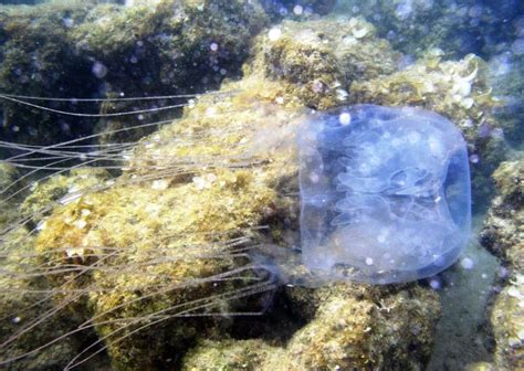 Box Jellyfish The Biggest Animals Kingdom