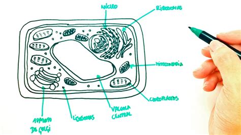 How To Draw A Plant Cell Plant Cell Easy Draw Tutorial Youtube