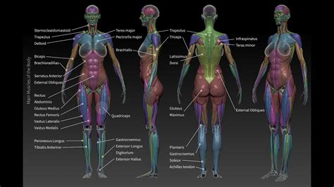 Human Anatomy For Artists Using Zbrush And Photoshop Beginners To