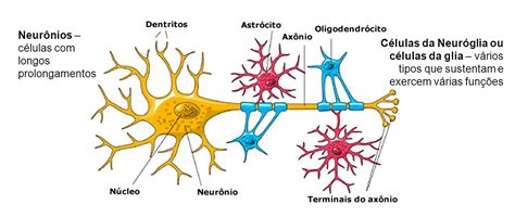 Células Nervosas Resumo O Que São Função Características Gliais