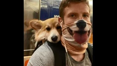 Video Of This Extremely Sleepy Corgi And Its Human Travelling Together