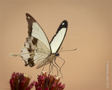 African Swallowtail Papilio Dardanus Aka Mocker Swallowta Flickr