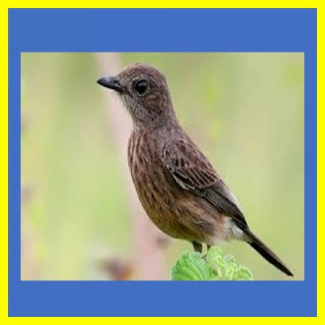 Ciri ciri perbedaan burung decu kembang jantan dan betina. Perbedaan Jantan/Betina Burung Decu Kembang - CIRI BURUNG ...