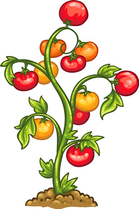 Tomato Plant Tomato Plant Image Clipart Png Download Full Size