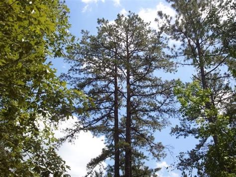 Pine Trees In East Texas Alise Pickens