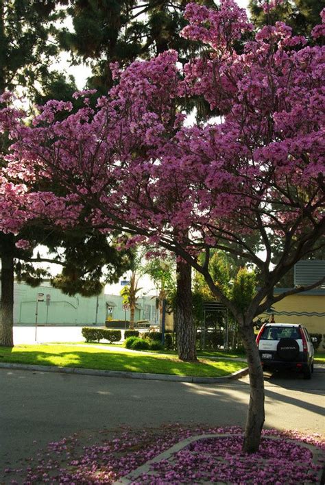 Trees with purple flowers aren't as abundant as those with pink or white flowers. Please Help Identify This Pink Flowering Tree | Flowers Forums
