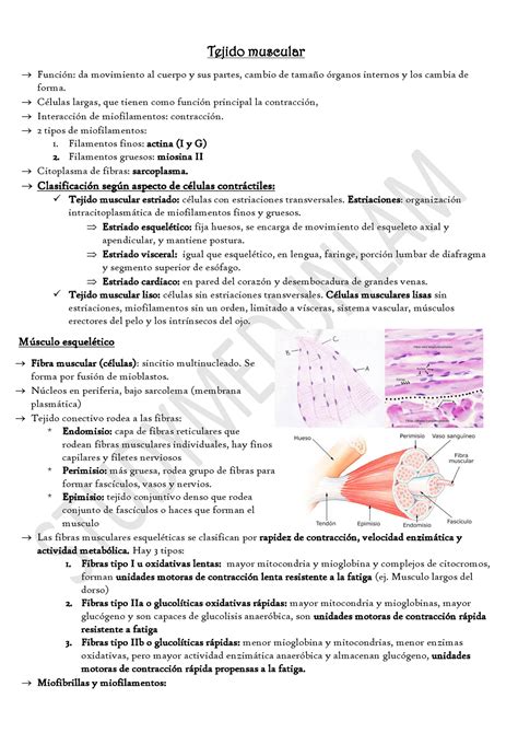 Tejido muscular arti 1 resumen histologia Tejido muscular Función