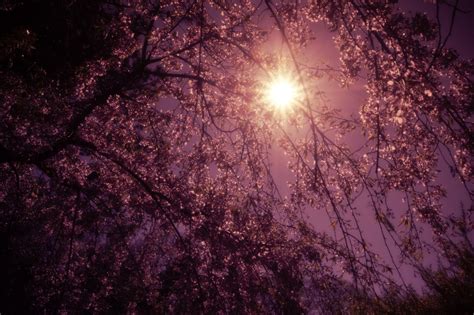 NY Through the Lens - New York City Photography - Sun through weeping cherry blossom trees.