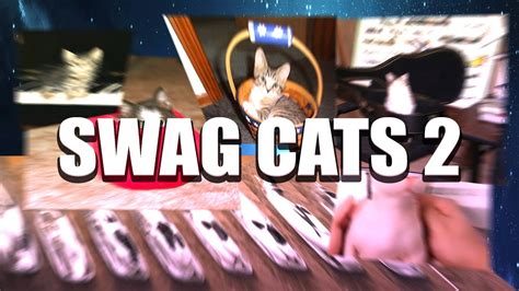 Swag Cats 2 Youtube