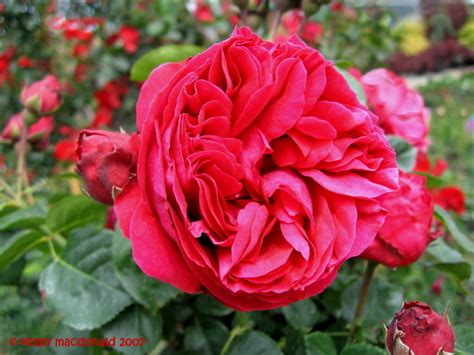 Plantfiles Pictures Large Flowered Climbing Rose Romantica Rose Red
