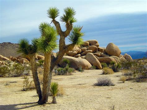 Joshua Trees Facing Possible Extinction By The End Of The Century St