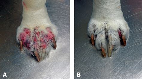 Dilemmas In Dermatology Pearls And Pitfalls Todays Veterinary Practice