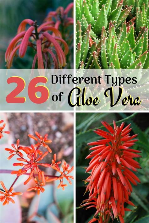 Aloe Vera Flower Database Plants