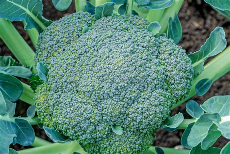 Ripe Broccoli Ready For Harvest Growing In The Garden Stock Image