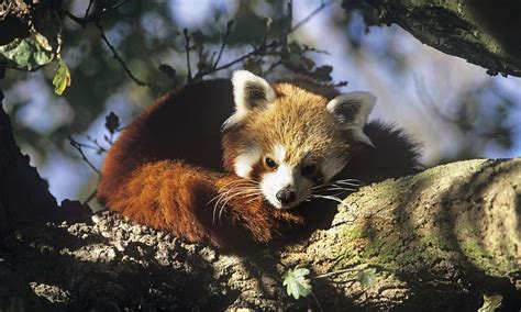 Where Do Red Pandas Live And Other Red Panda Facts Stories Wwf