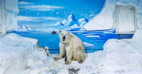 The Sad Unnatural Habitats Of Polar Bears In Captivity Wired
