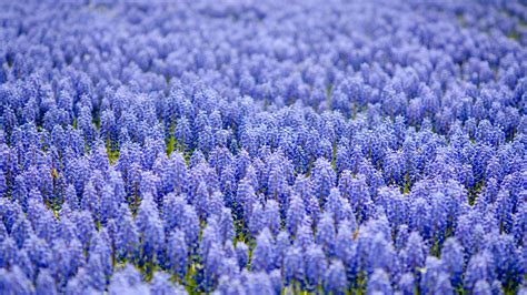 1920x1080 1920x1080 many field blur muscari blue coolwallpapers me