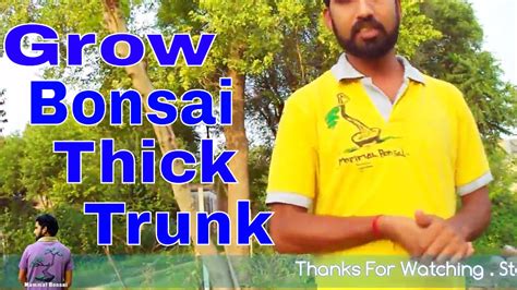 Once plants are potted in small containers they. बोन्साई का तना मोटा कैसे करे /How to Grow Bonsai Thick ...