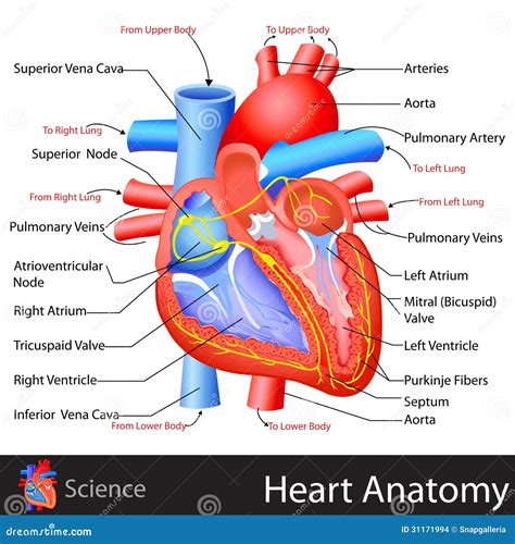 Anatomie de coeur illustration de vecteur. Illustration du anatomie