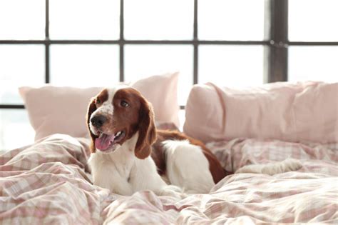 Bei mir gibt es daher 2 dinge, damit ich nicht jeden tag die bettwäsche wechseln muss, oder wahlweise auf einem fellteppich schlafe. Hund morgens im bett | Kostenlose Foto