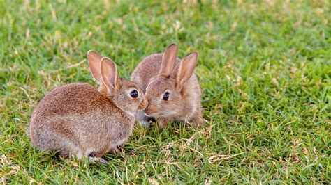 Neutering Your Rabbit Reduce Aggression Vets4pets