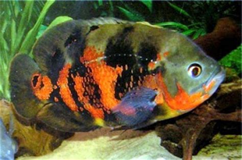 Ikan oscar ini juga masuk dalam keluarga cichlid, ikan ini juga termasuk dalam jenis ikan yang. AJAS MANFAAT: Tips Budidaya Ikan Oscar