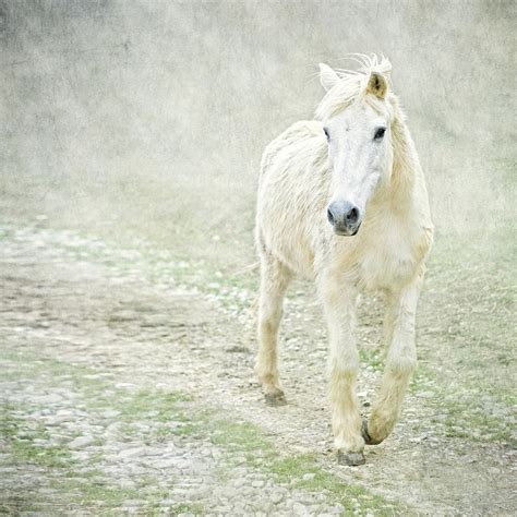 White Horse Walking Along Stony Path By Christiana Stawski