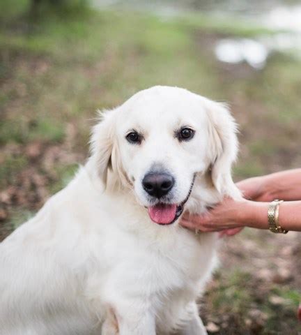 Our family dog is a beautiful golden girl, and a puppy at heart! Southern Goldens, Golden Retriever Breeder in College ...