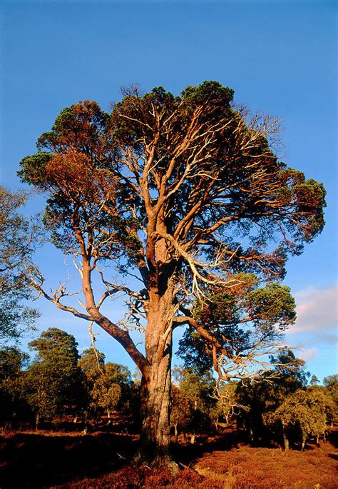 Old Scots Pine Tree Photograph By Duncan Shawscience Photo Library