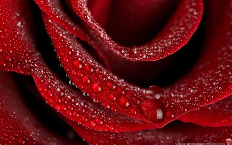 Red Rose Dew Drops Widescreen Wallpaper 1280x800 Wallpaper 53 Of 131