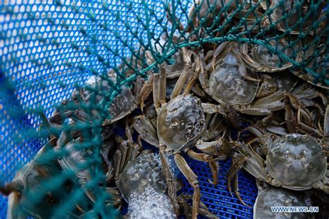 In Pics Hairy Crab Cultivation Area On Yangcheng Lake E China S Jiangsu Tianshannet 天山网