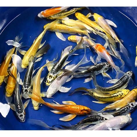 Butterfly Koi For Sale Blue Ridge Koi And Goldfish