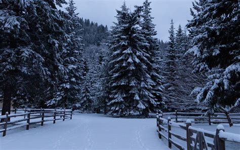 Download Wallpaper 1920x1200 Spruce Trees Snow Fence Winter Nature