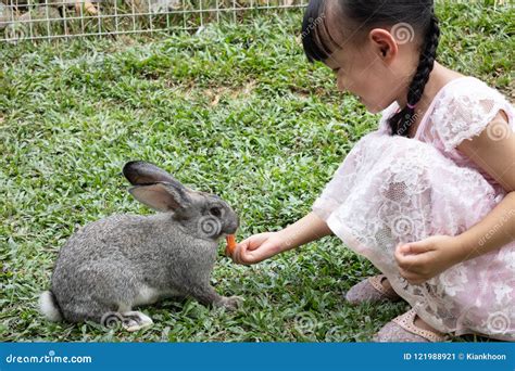 Asian Little Chinese Girl Feeding A Rabbit With Carrot Stock Image
