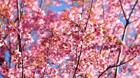 1366x768 Pink Flowers Blossom Season Background 4k 1366x768 Resolution